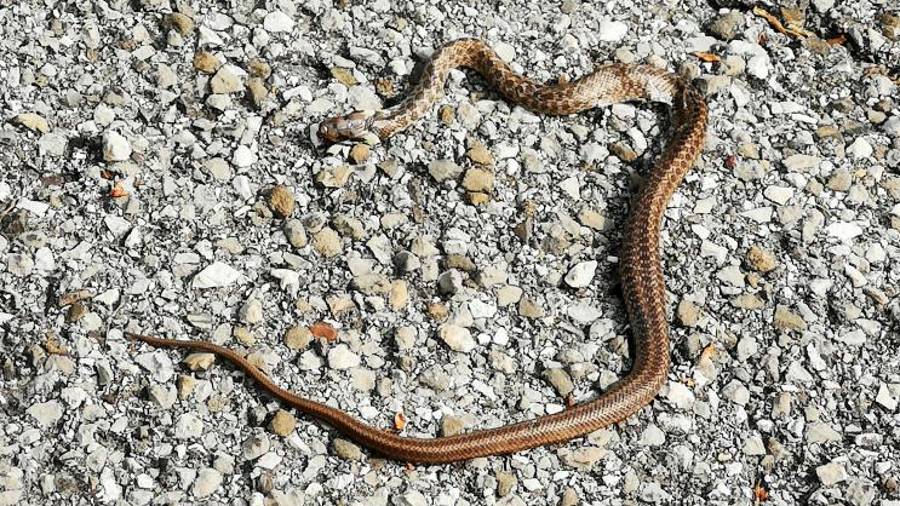 Na kačo je v teh dneh mogoče naleteti tudi med sprehodom po Sabotinu; obvezna je torej previdnost, koristna pa je tudi palica, sa katero lahko med hojo tolčemo po tleh in odganjamo kače