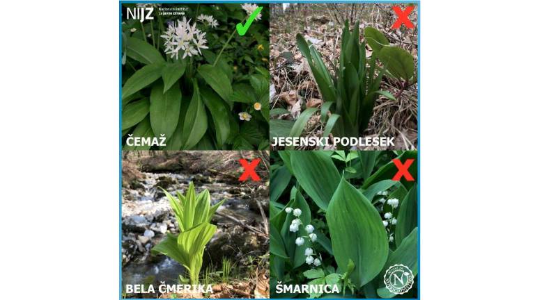 Zaradi zaužitja divjih rastlin, podobnih čemažu, umrli dve osebi