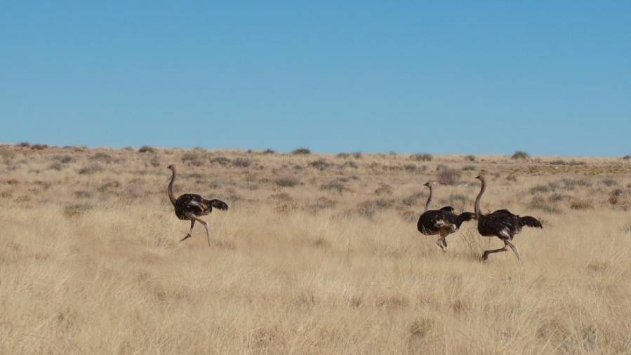 Namibija - Agencija AURORA (od 2. do 13. aprila 2019)