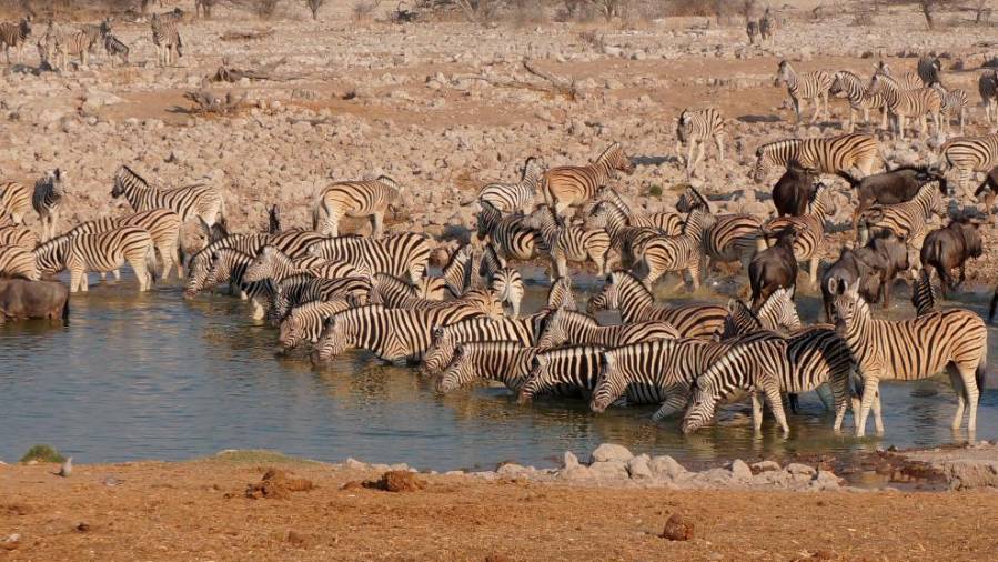 Namibija - Agencija AURORA (od 2. do 13. aprila 2019)