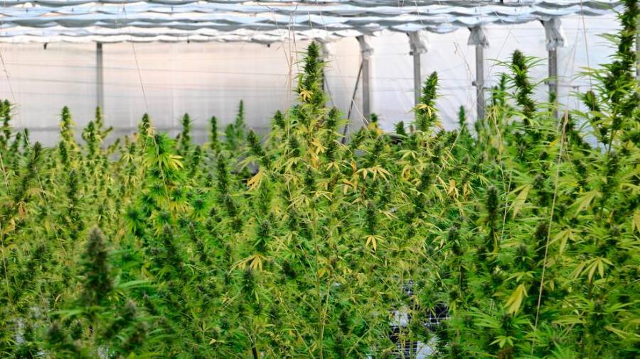 Del rastlinjaka (FOTODAMJ@N)