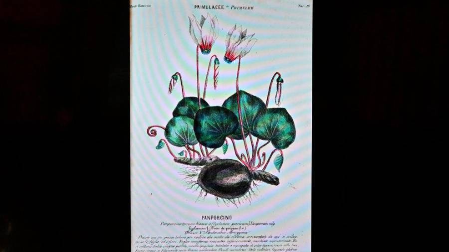 Upodobitev ciklame (FOTODAMJ@N)