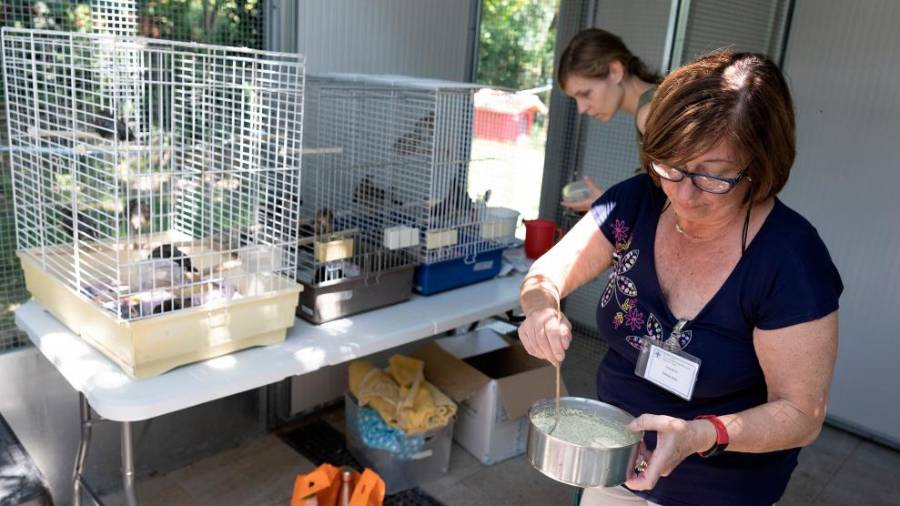 Živali hranijo s posebnimi preparati, ki jih mešajo z vodo (FOTODAMJ@N)