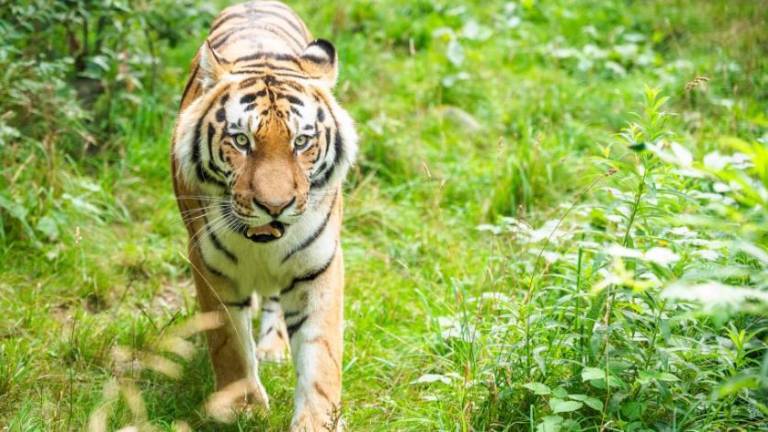 V Živalski vrt Ljubljana prispela sibirska tigra Ussuri in Arisa