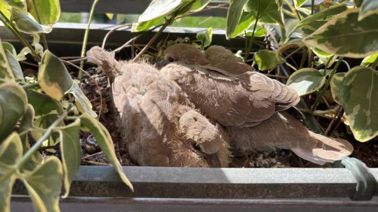 Zaradi ptičjega gnezda so morale gorečke nekoliko počakati