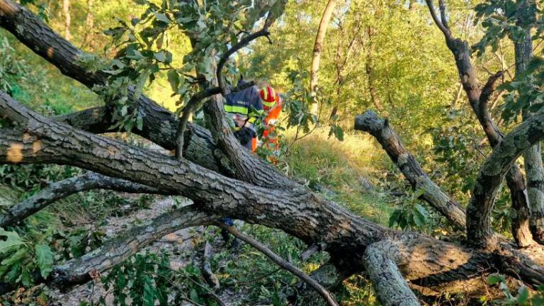Nad Napoleonsko cesto odstranjevali podrta drevesa