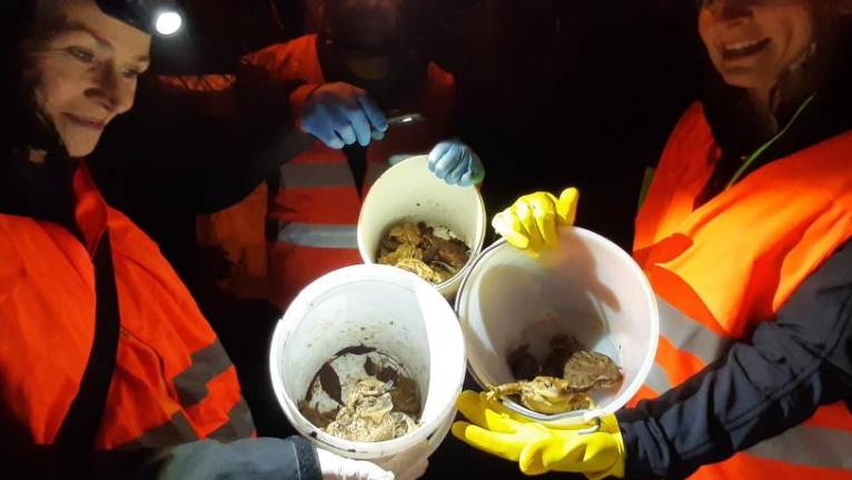 Krastače reševali en mesec prej kot običajno