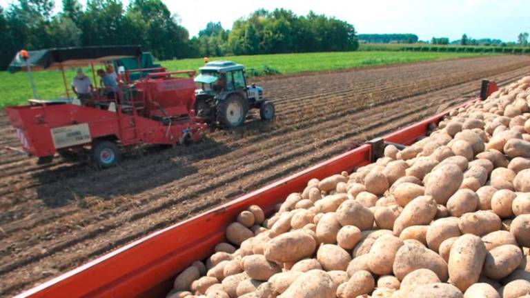 Podnebnim spremembam se morajo prilagajati tudi pridelovalci krompirja