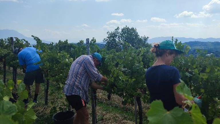 V Brdih se je začela trgatev