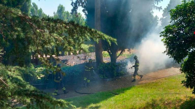 Zagorelo v parku vile Revoltella