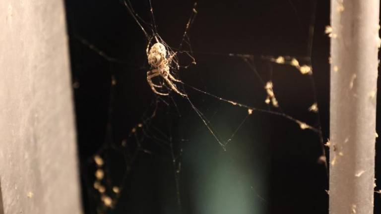 Za brezmejno mreženje si prizadevajo tudi pajki