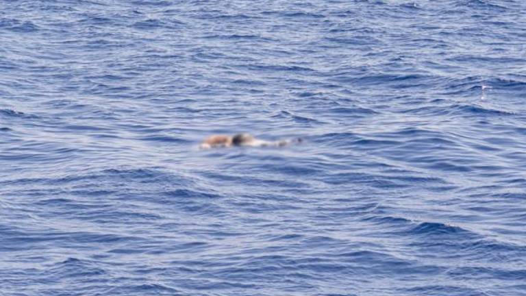 Reševalna ladja Life Support pred Libijo iz morja potegnila trupli