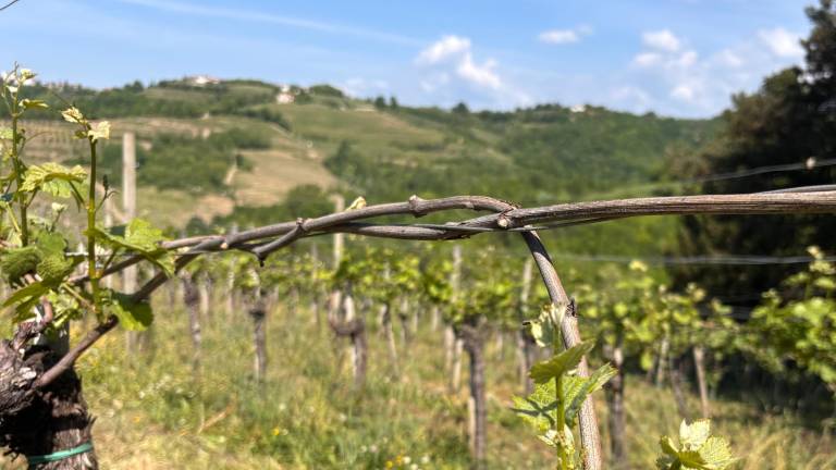 Prikradejo se ponoči, za sabo pustijo le škodo