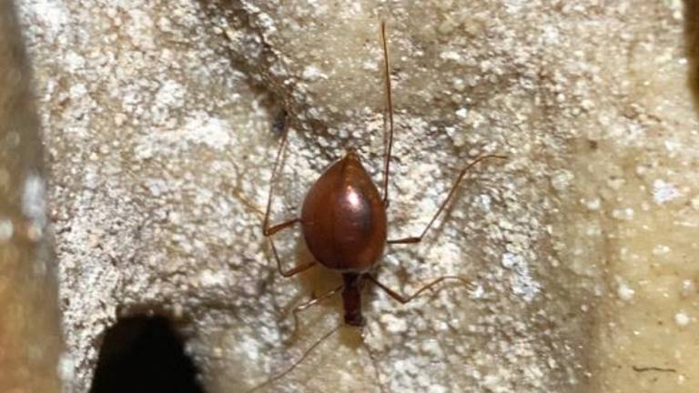 Jamarji v Golokratni jami prvič opazili drobnovratnika