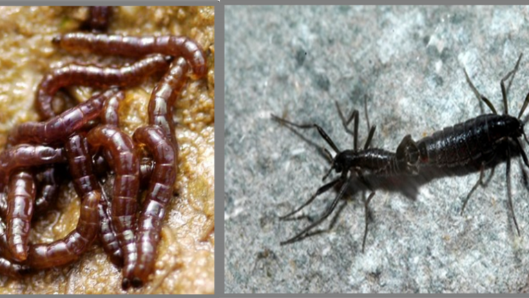 Tudi edina žuželka na Antarktiki zauživa mikroplastiko