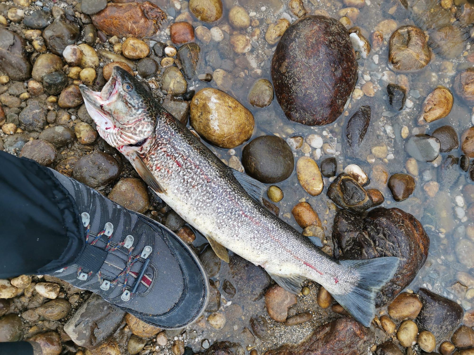 Ribolovna sezona se je na Soči začela s poginom