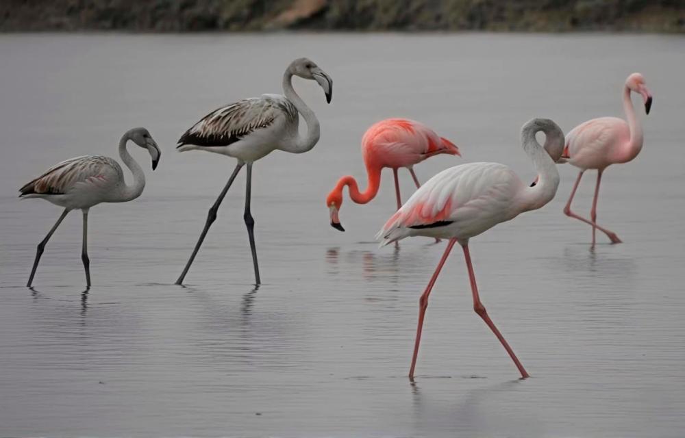 V Sečoveljskih solinah dočakali poseben obisk
