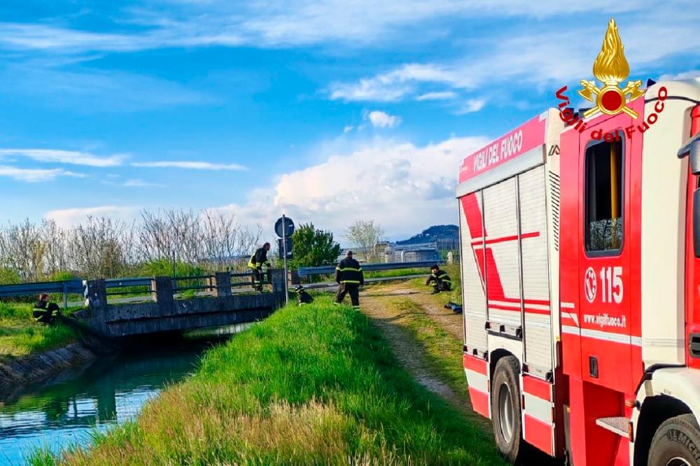 Gasilci iz vode rešili premraženo brejo srno