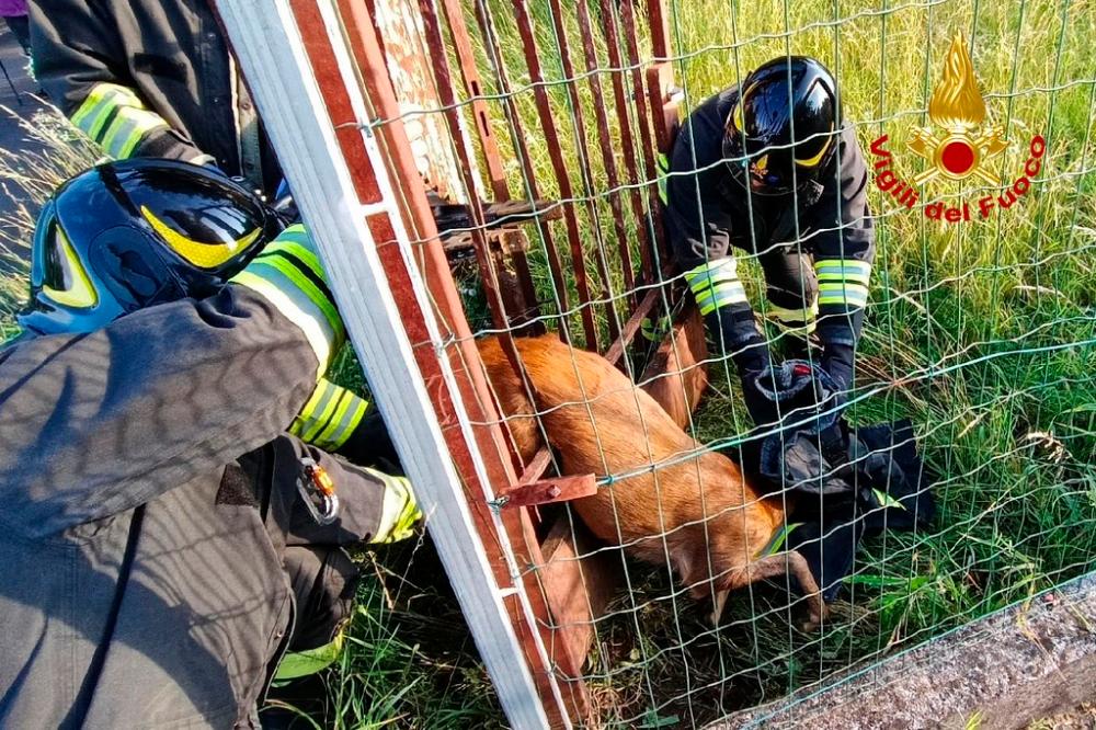 Goriški gasilci rešili srnjaka, ki se je zagozdil v ograjo