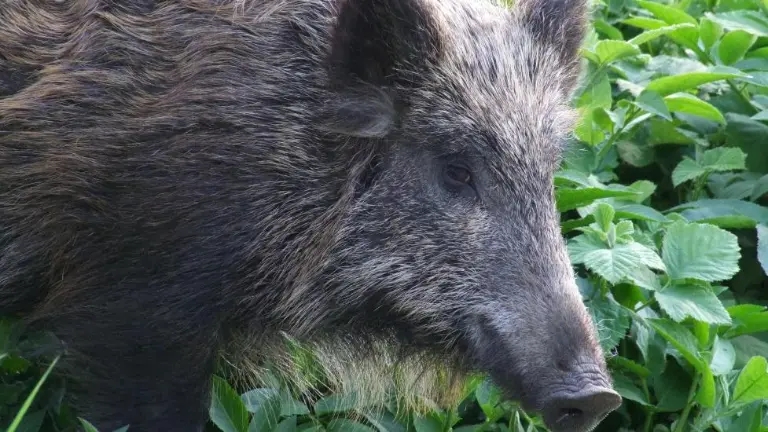 Več vozil poškodovanih zaradi povožene divjadi
