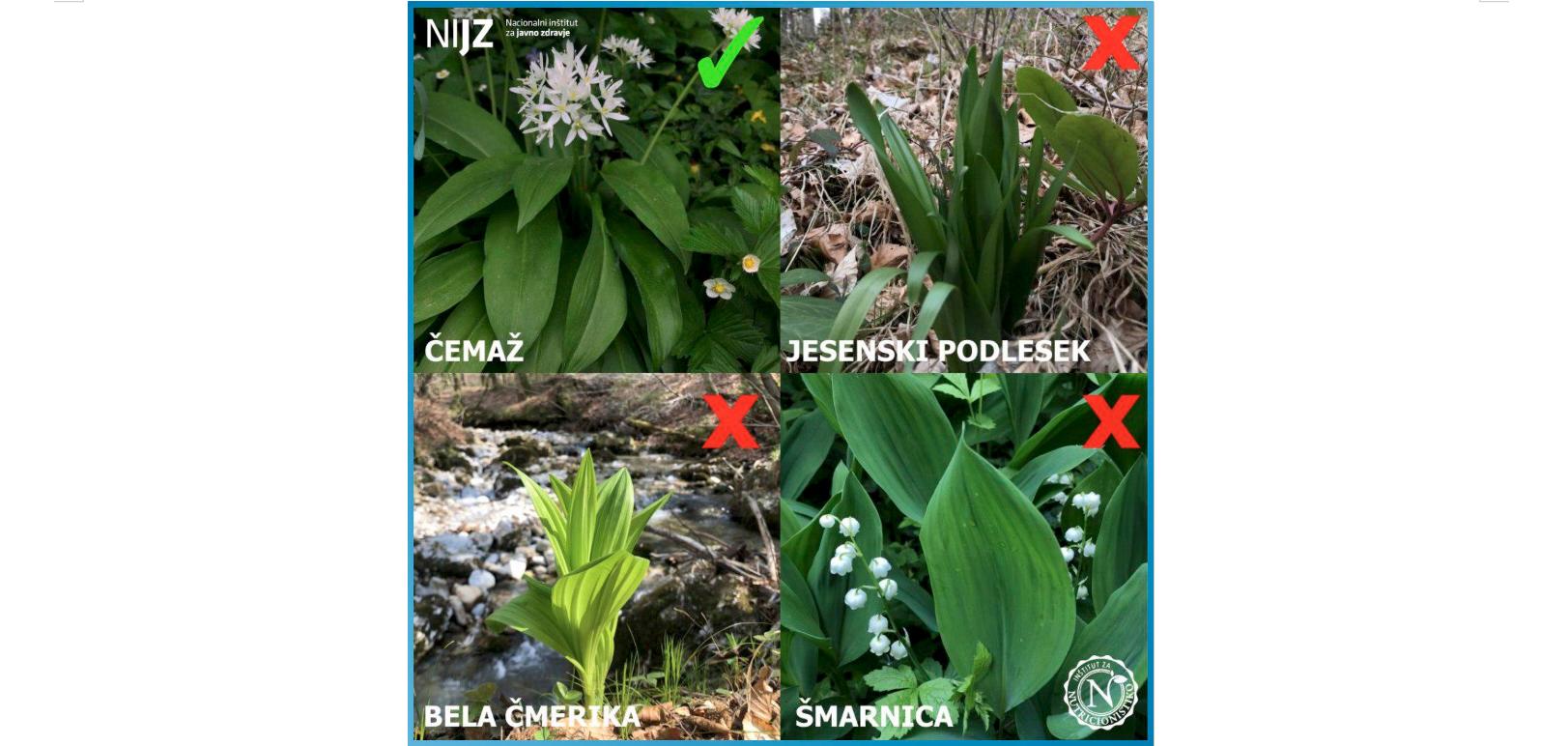 Zaradi zaužitja divjih rastlin, podobnih čemažu, umrli dve osebi