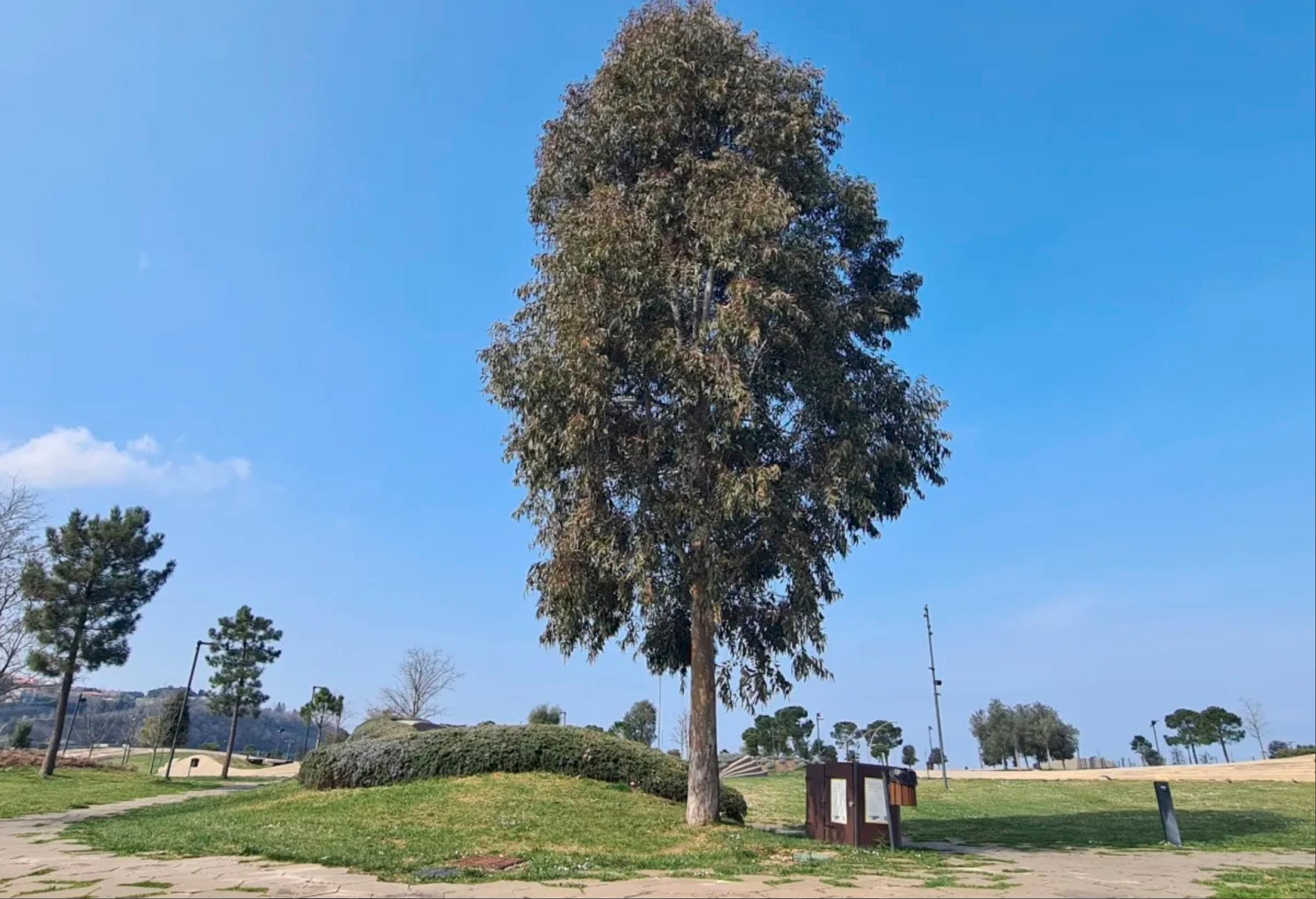 V Kopru strokovnjaki nasprotujejo množični zasaditvi evkaliptusov