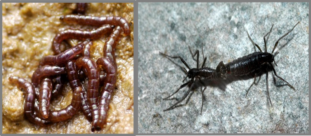 Tudi edina žuželka na Antarktiki zaužija mikroplastiko