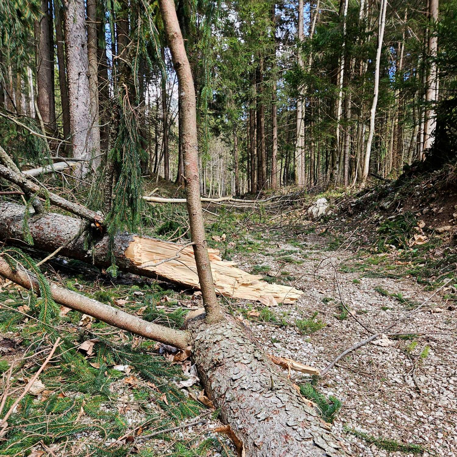 Veter v Sloveniji poškodoval 100.000 kubičnih metrov drevja (foto)