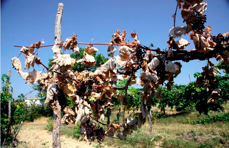 Vinarji zaradi suše v Istri napovedujejo podražitev slovenskih vin