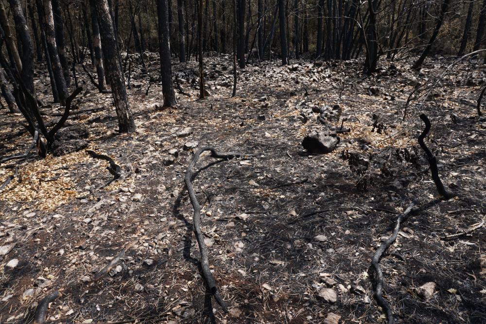 Da se požari na Krasu ne bi več ponovili več kot 2 milijona