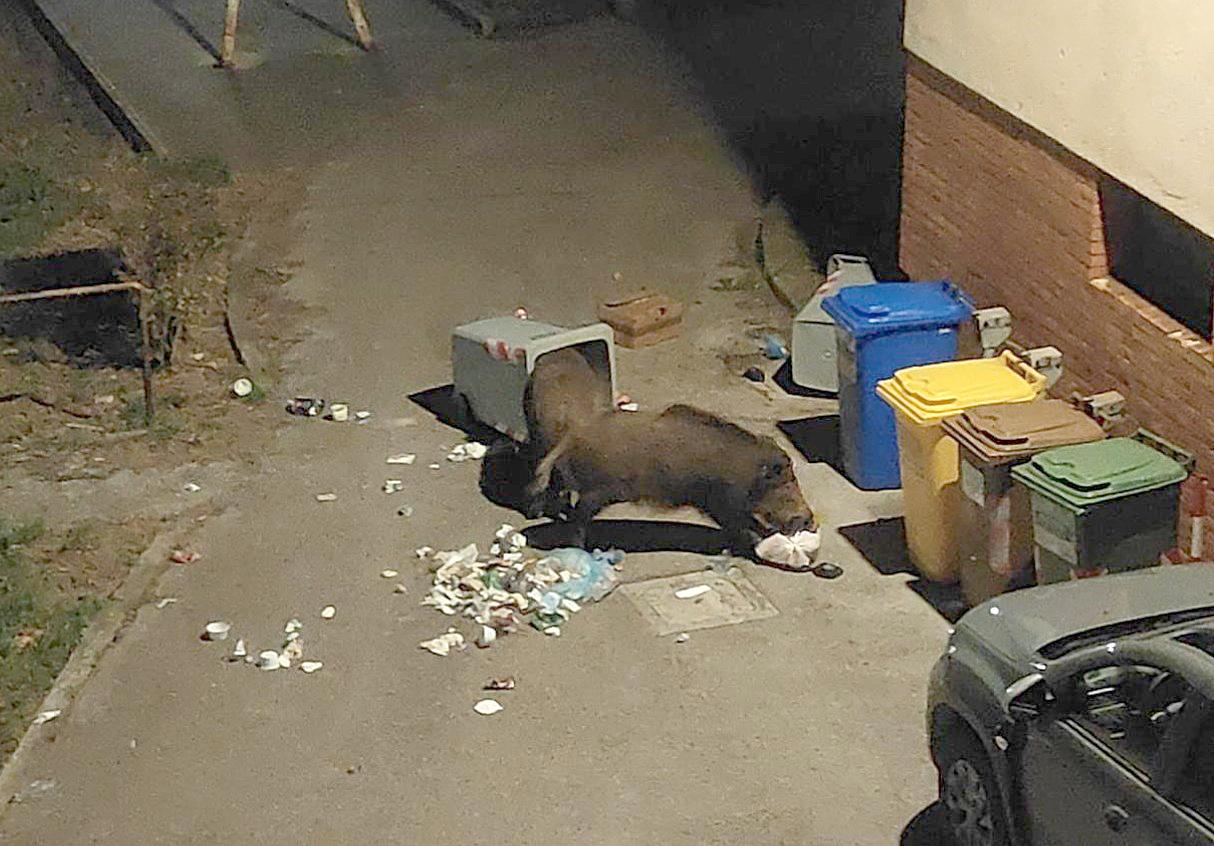 Po prvi lovski opazovalnici napovedujejo še drugo