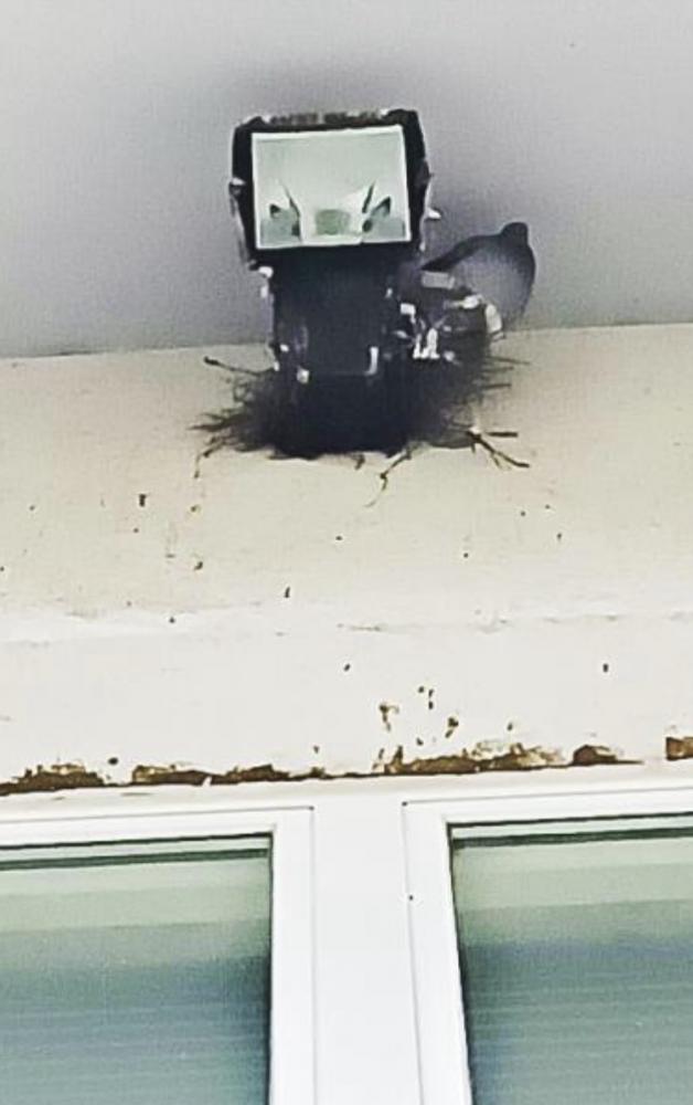 Na dvorišču vrtca v Križu gnezdijo golobi