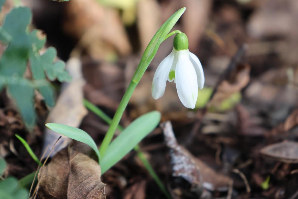 V slovenski Istri zvončki prehiteli zimo