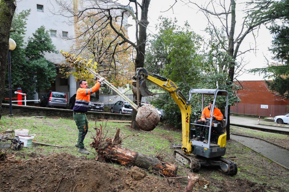 V zadnjem desetletju v Trstu »zmanjkalo« 2287 dreves