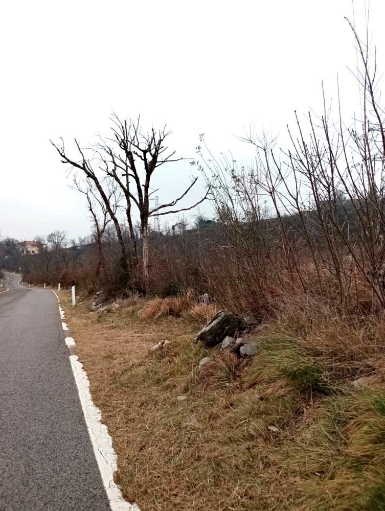 »Zoglenela drevesa ob cesti predstavljajo nevarnost in dajejo žalostno podobo«