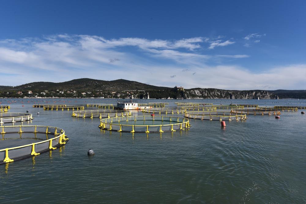 Kletke naj gredo na odprto morje