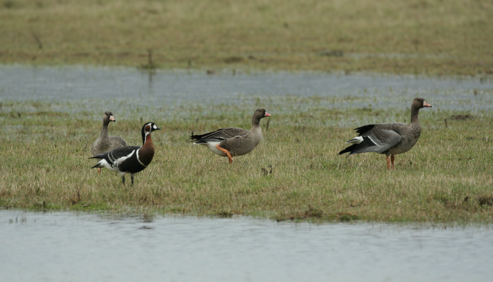 V Škocjanski zatok prileti vse več ptic