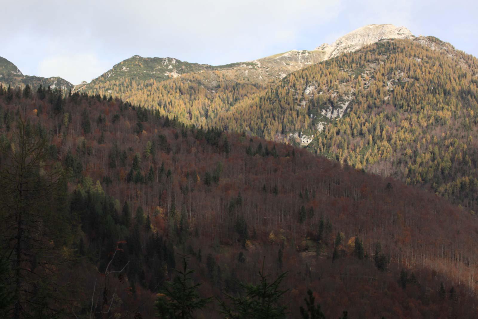 Po stoletjih zdaj brez pravice do sečnje