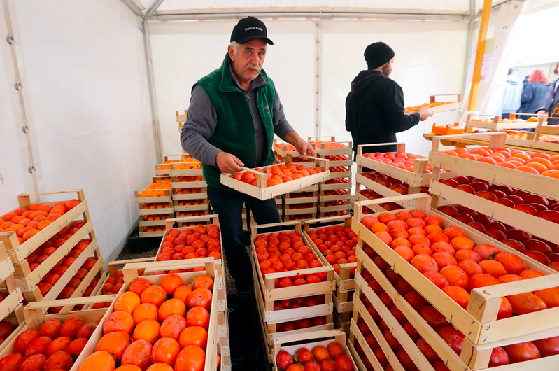 Od danes do nedelje v Strunjanu tradicionalni Praznik kakijev