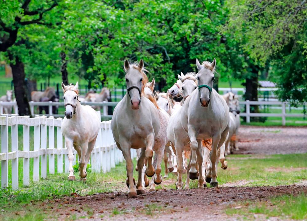 Slovenska vlada razglasila 19. maj za dan lipicanca