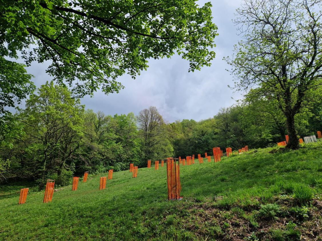 Gojenje kostanjev dobiva novo priložnost