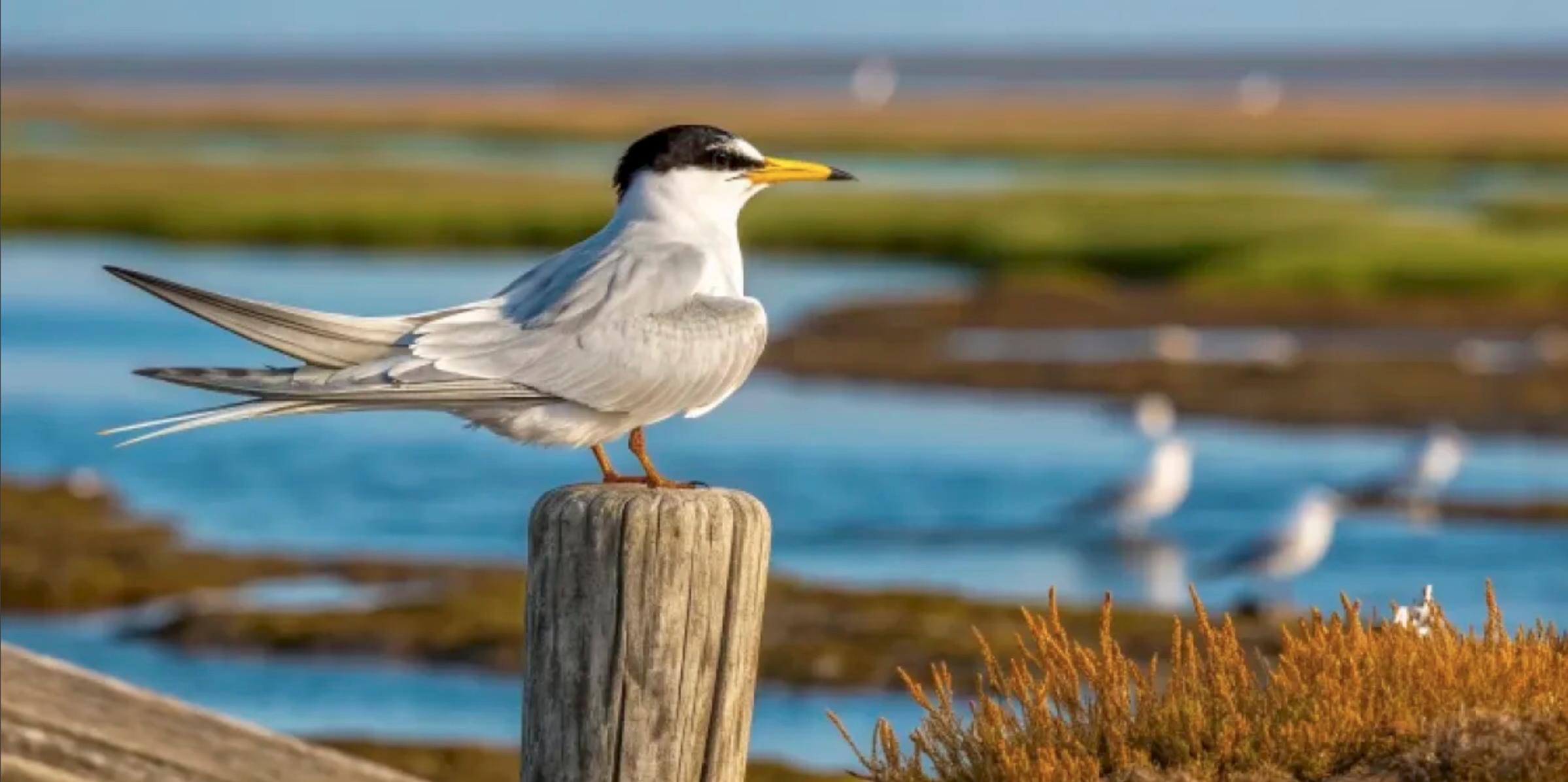Mala čigra iz Sečoveljskih solin poletela do Zahodne Afrike