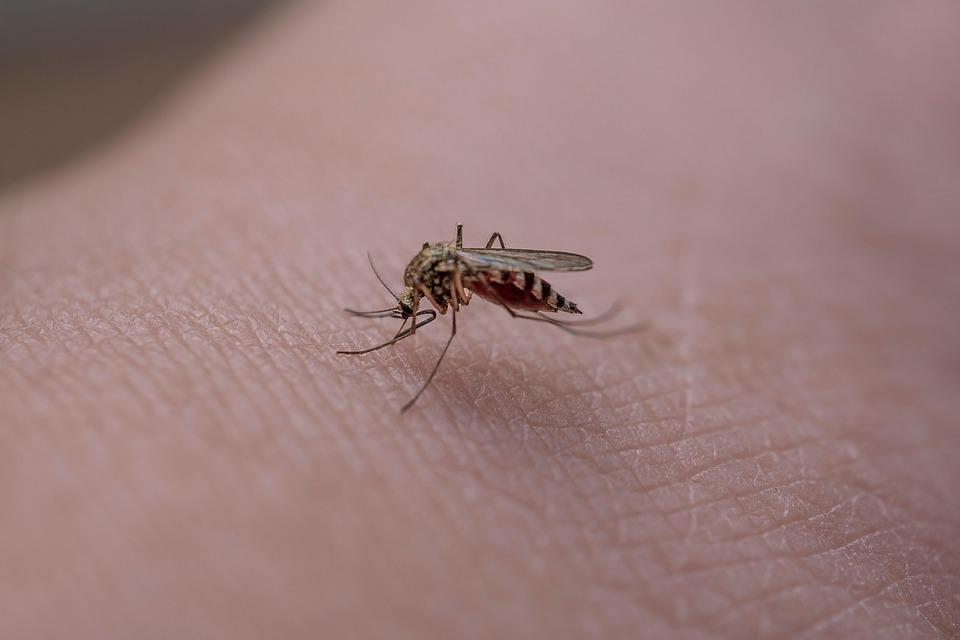Svetujejo naj se med dezinsekcijo zapre okna in vrata