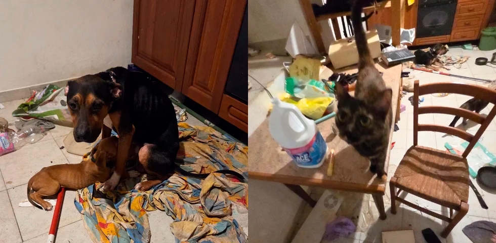 Dva psa in mačko pustil dva tedna v stanovanju brez nadzora in oskrbe