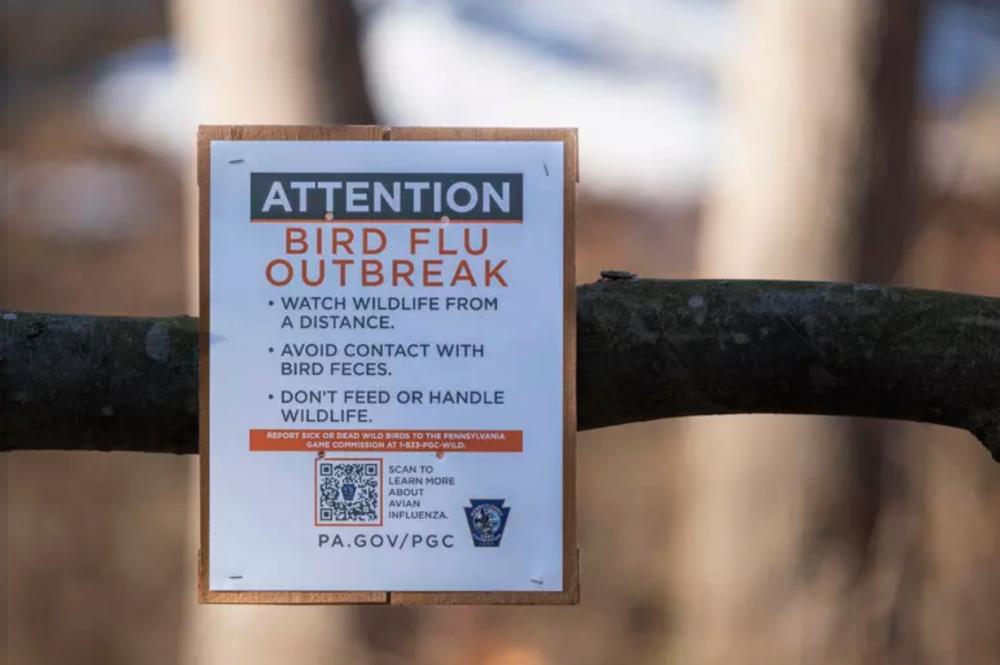 V ZDA poročajo o prvem primeru ptičje gripe H5N5 pri človeku