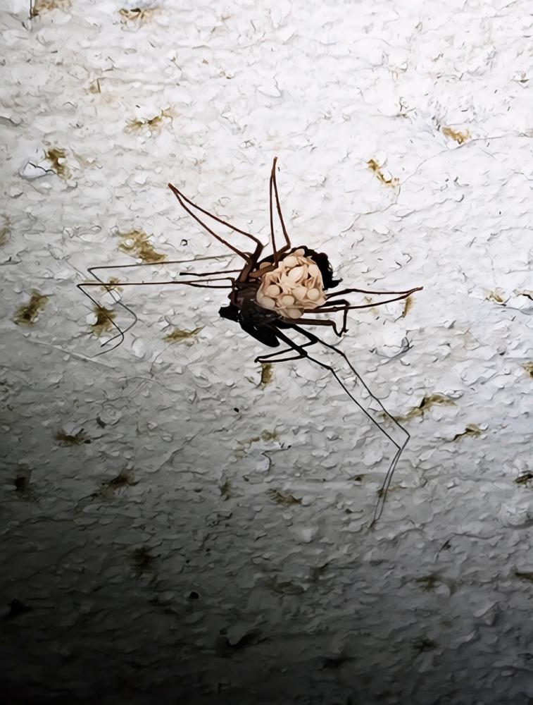 V tržaškem zaklonišču zagledali nenavadnega in redkega pajkovca