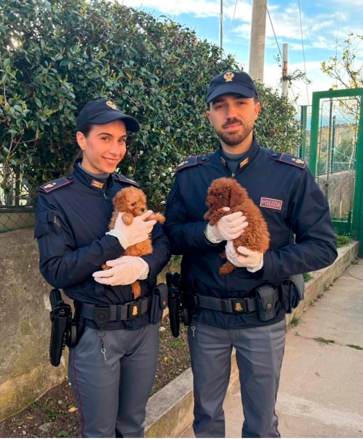 Na Pesku zasegli enajst pasjih mladičev