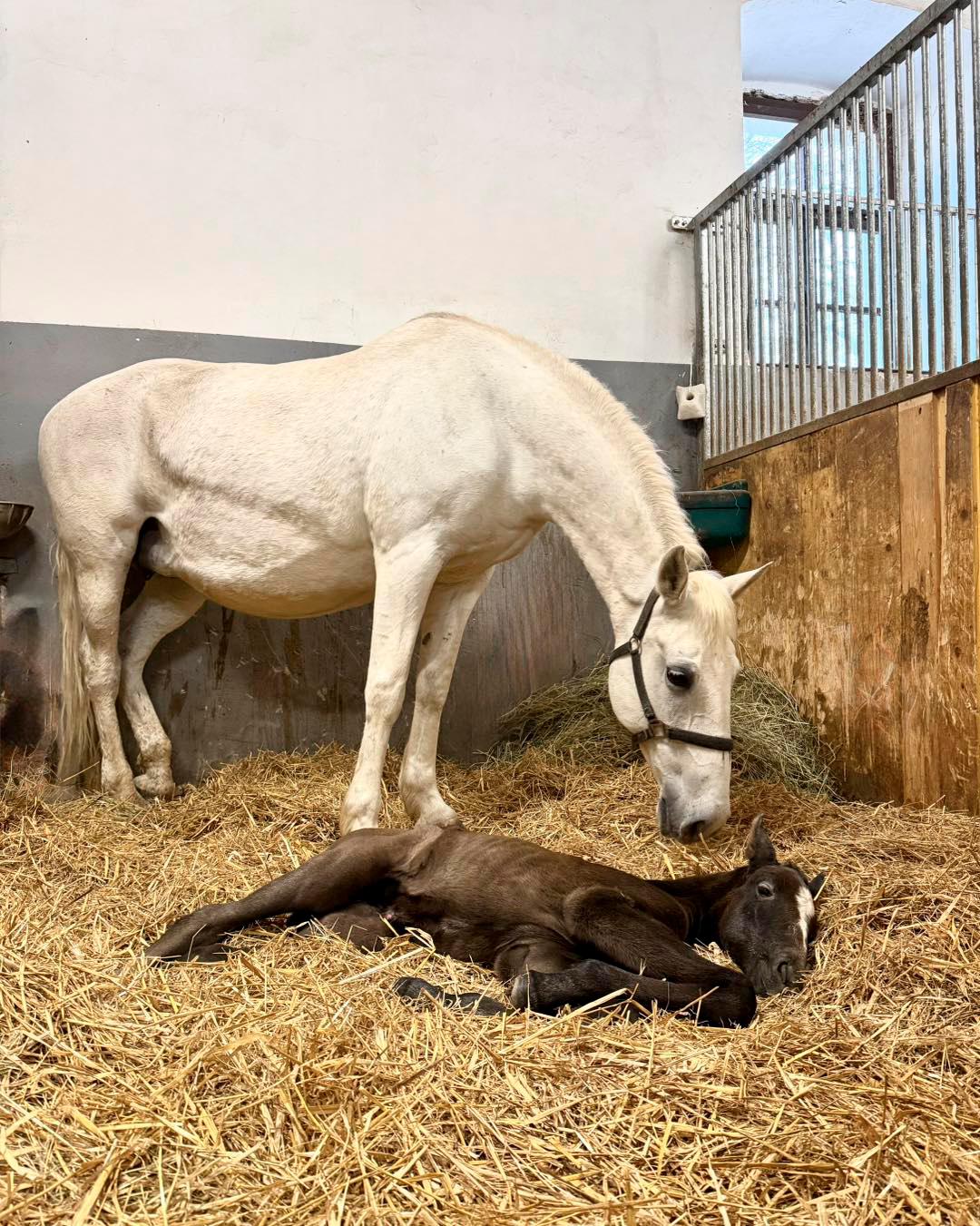 V Kobilarni Lipica dočakali rojstvo prvega letošnjega žrebeta