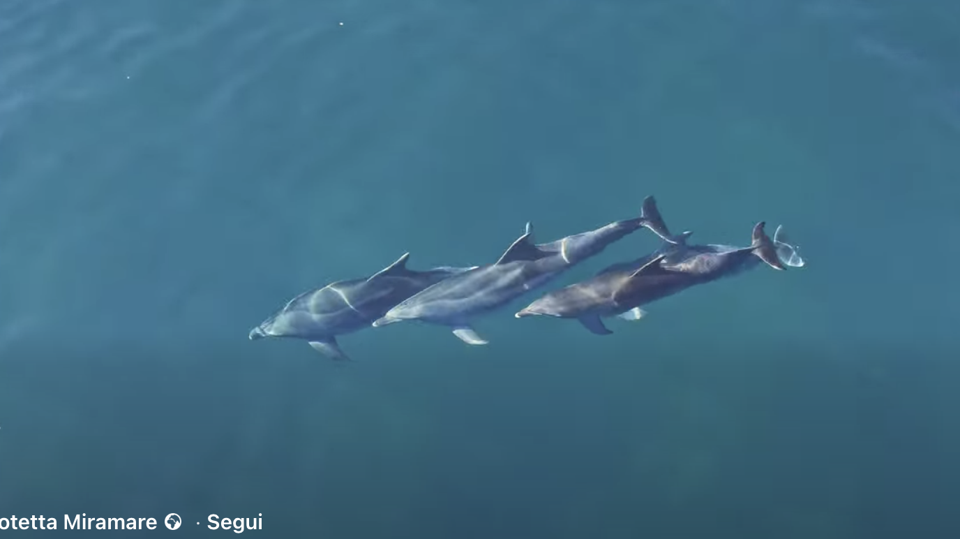 Morje pred Miramarom obiskali delfini
