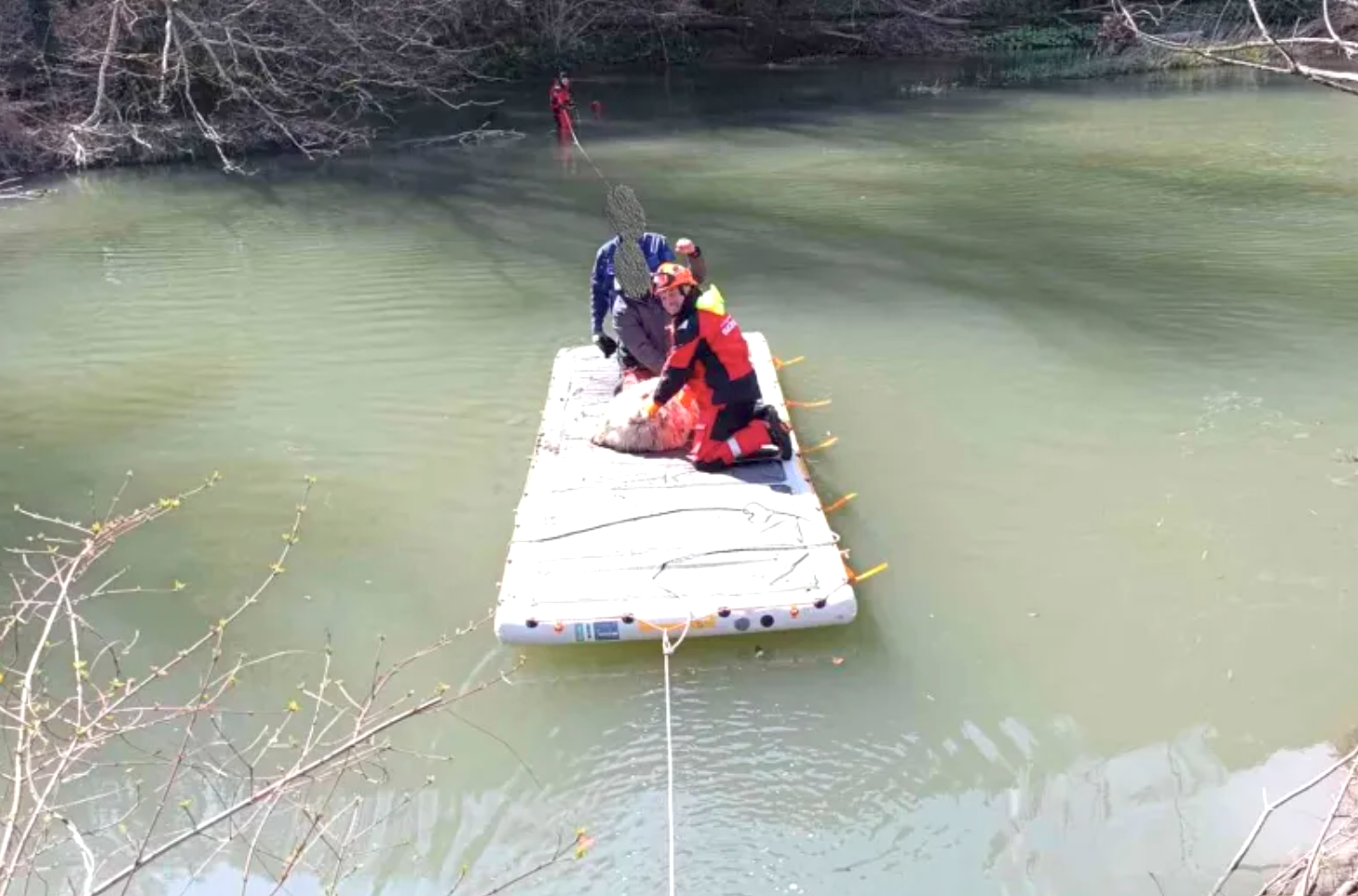 Ovca je zaslutila, da so ji gasilci prišli na pomoč
